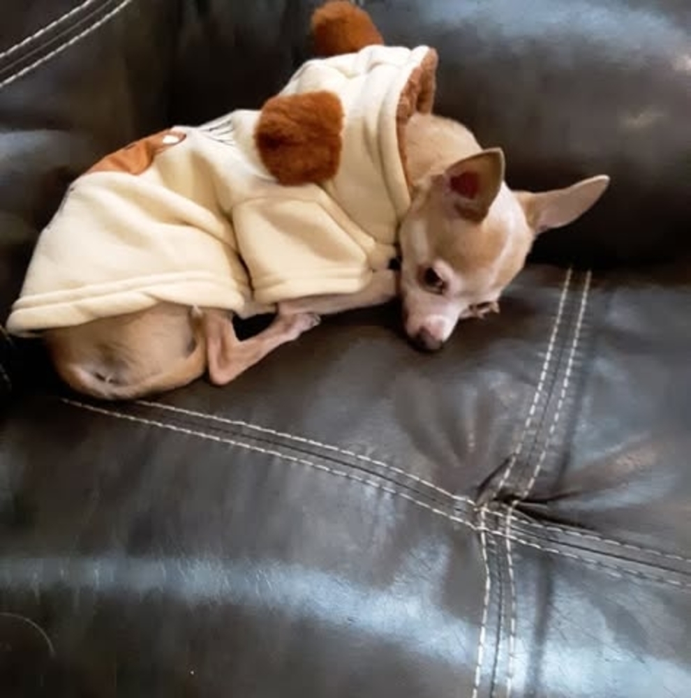 Meet your Posher, Holly